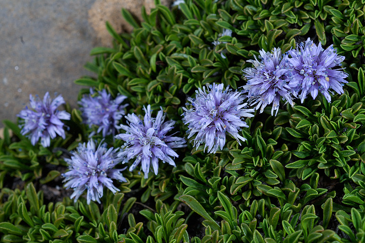 Globularia repens / Globularia strisciante